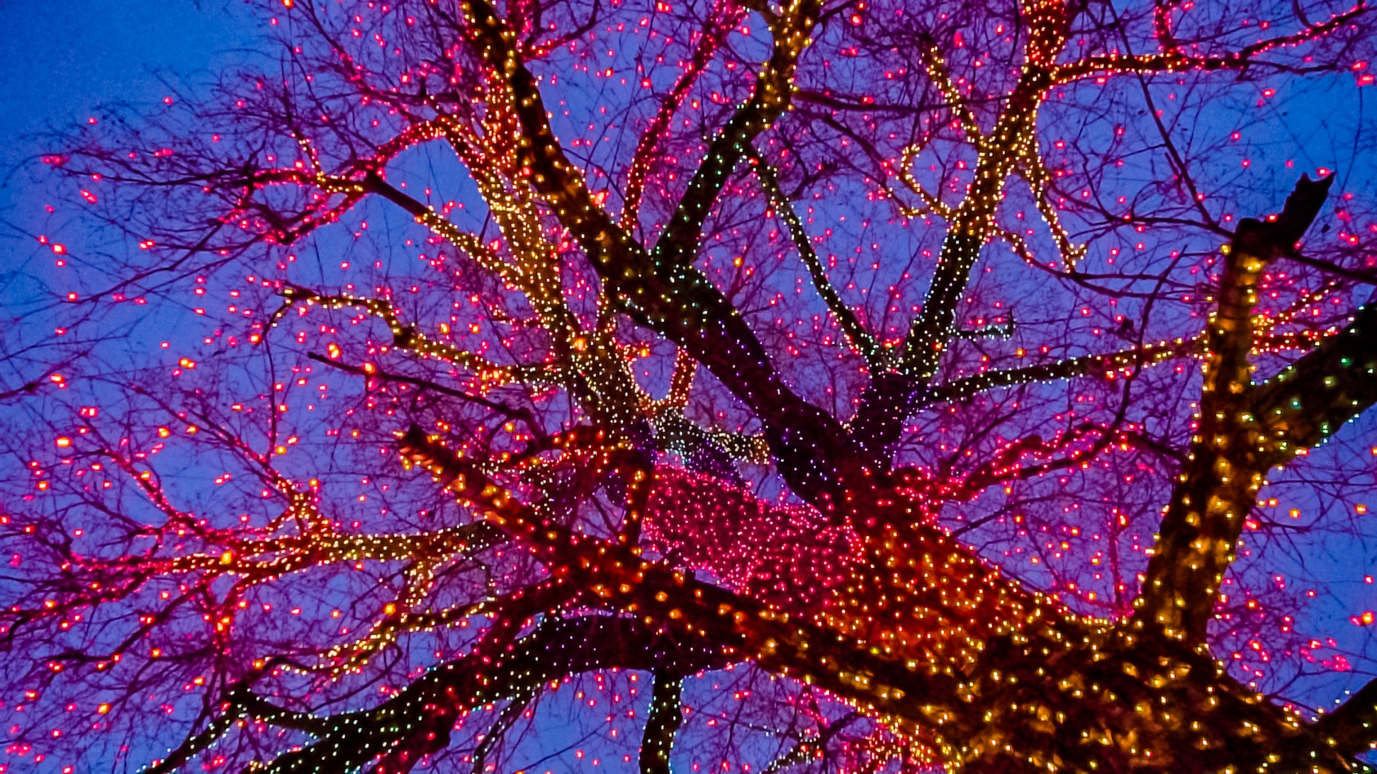 Glowing Christmas Lights And Trees Contact